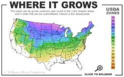 Dwarf Alberta Spruce - 5 Gallon Pot 11 Dwarf Alberta Spruce - 5 Gallon Pot -Best Plant Shop 3A 8A 4