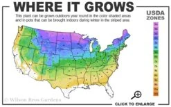 Nannyberry Viburnum - 3 Pack Of 1.5 Quart Pots -Best Plant Shop 3a 8b 12