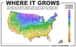 Princess Kate Clematis - 1 Gallon Pot -Best Plant Shop 3a 9b 14