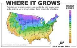 Kaizuka Twisted Juniper - 3 Gallon Pot -Best Plant Shop 3b 9b 1