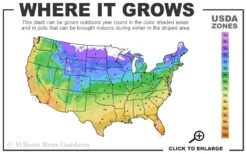 Giselle Clematis - 1 Gallon Pot -Best Plant Shop 4a 11 1