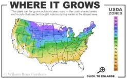 Spice Baby Koreanspice Viburnum - 1 Gallon Pot -Best Plant Shop 4a 8b 4