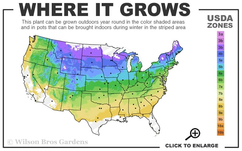 Rosy Lights Cold Hardy Azalea (Rhododendron) - 1 Gallon Pot 5 Rosy Lights Cold Hardy Azalea (Rhododendron) - 1 Gallon Pot - Image 3