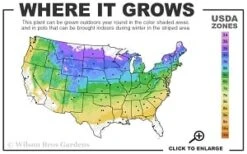 General Sikorski Clematis - 1 Gallon Pot -Best Plant Shop 4a 8b thumbnail 1