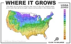 Eastern Redbud - 1 Gallon Pot -Best Plant Shop 4a 9b 87