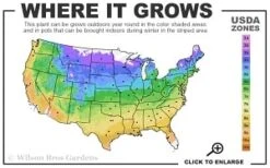 Guiding Promise Clematis - 1 Gallon Pot -Best Plant Shop 4a 9b thumbnail