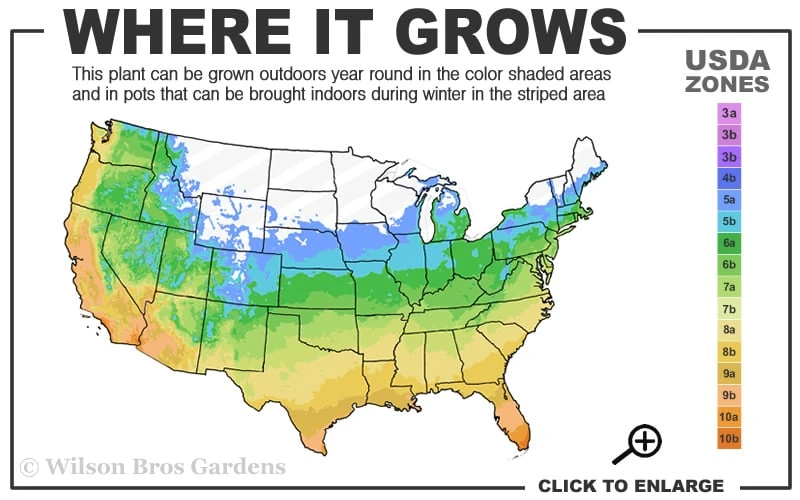 Northern Belle Sweetbay Magnolia Tree (Magnolia Virginiana) - 7 Gallon Pot (3-4') 5 Northern Belle Sweetbay Magnolia Tree (Magnolia Virginiana) - 7 Gallon Pot (3-4') - Image 3