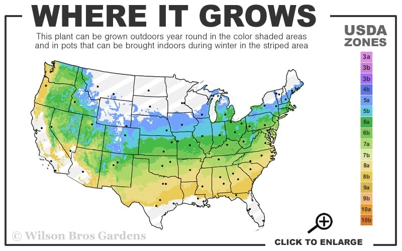 Popcorn Snowball Viburnum Bush - 3 Gallon Pot 5 Popcorn Snowball Viburnum Bush - 3 Gallon Pot - Image 3