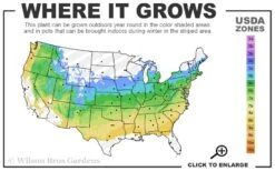 All That Glows Arrowwood Viburnum - 2 Gallon Pot -Best Plant Shop 5a 8b 26