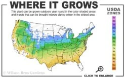 Elizabeth Magnolia (Tulip Tree) - 5 Gallon Pot 15 Elizabeth Magnolia (Tulip Tree) - 5 Gallon Pot -Best Plant Shop 5a 9a 2