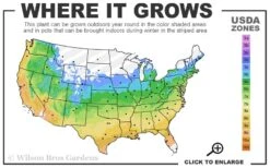 The Rising Sun Redbud Tree - 7 Gallon Pot (3-4') -Best Plant Shop 5a 9b 113