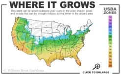 Sweetbay Magnolia - 5 Gallon Pot 11 Sweetbay Magnolia - 5 Gallon Pot -Best Plant Shop 5b 11 1