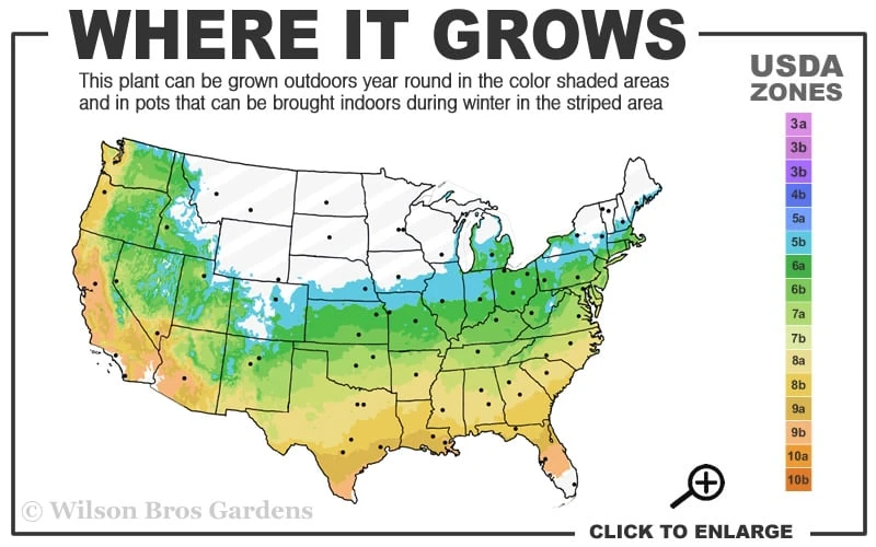 Graham Blandy Columnar Boxwood - 2 Gallon Pot 5 Graham Blandy Columnar Boxwood - 2 Gallon Pot - Image 3