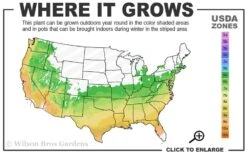 Dwarf European Cranberry Bush - 5 Gallon Pot -Best Plant Shop 6A 9B 27