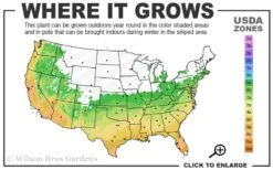 Snow Flurry Hardy Gardenia - 1 Gallon Pot 9 Snow Flurry Hardy Gardenia - 1 Gallon Pot -Best Plant Shop 6a 10a 1