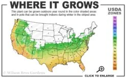 Summer Snow Gardenia - 3 Gallon Pot 12 Summer Snow Gardenia - 3 Gallon Pot -Best Plant Shop 6a 10a