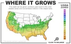 Alta Southern Magnolia - 7 Gallon Pot (3-4') 9 Alta Southern Magnolia - 7 Gallon Pot (3-4') -Best Plant Shop 6a 10b