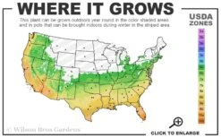 Cab Sav Cold Hardy Eucalyptus Tree (Eucalyptus Rubida) - 2 Gallon Pot -Best Plant Shop 6a 11 1