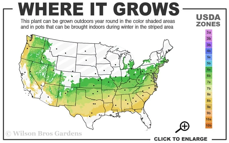 Otto Luyken English Laurel (Prunus Laurocersasus) - 6 Pack Of 1 Gallon Pots 5 Otto Luyken English Laurel (Prunus Laurocersasus) - 6 Pack Of 1 Gallon Pots - Image 3