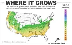 Juthatip Soper Pitcher Plant (Saracennia) - 2.5 Quart Pot -Best Plant Shop 6a 8b 3