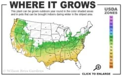 Gwenda Azalea (Robin Hill Hybrid) - 1 Gallon Pot 9 Gwenda Azalea (Robin Hill Hybrid) - 1 Gallon Pot -Best Plant Shop 6a 9a 1