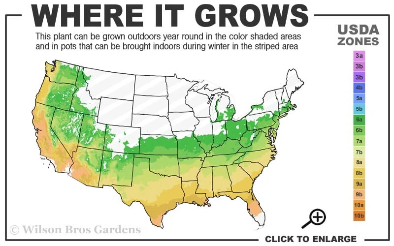 Butterfly Rose - Rosa Chinensis 'Mutabilis' - 3 Gallon Pot 5 Butterfly Rose - Rosa Chinensis 'Mutabilis' - 3 Gallon Pot - Image 3