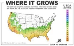 Arctic Dawn Cold Hardy Pink Camellia Hybrid - 3 Gallon Pot 7 Arctic Dawn Cold Hardy Pink Camellia Hybrid - 3 Gallon Pot -Best Plant Shop 6b 10a