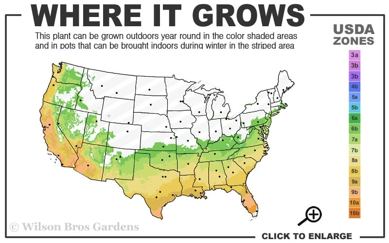 Arctic Dawn Cold Hardy Pink Camellia Hybrid - 3 Gallon Pot 5 Arctic Dawn Cold Hardy Pink Camellia Hybrid - 3 Gallon Pot - Image 3