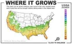 Angus Cold Hardy Eucalyptus Tree (Eucalyptus Nicholii) - 5 Gallon Pot -Best Plant Shop 6b 10b 12