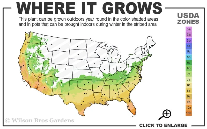 Governor Mouton Red Camellia Japonica - 3 Gallon Pot 5 Governor Mouton Red Camellia Japonica - 3 Gallon Pot - Image 3