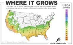 Heaven Scent Gardenia - 6 Pack Of 1 Gallon Pots 9 Heaven Scent Gardenia - 6 Pack Of 1 Gallon Pots -Best Plant Shop 6b 9b 23