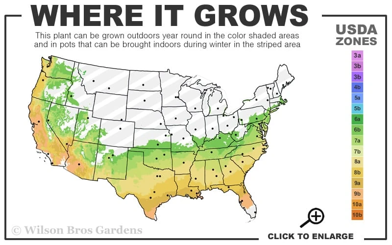 D. D. Blanchard Southern Magnolia - 1 Gallon Pot 5 D. D. Blanchard Southern Magnolia - 1 Gallon Pot - Image 3