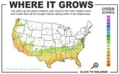 Deodar Cedar Tree - 6 Pack Of 1 Gallon Pots 12 Deodar Cedar Tree - 6 Pack Of 1 Gallon Pots -Best Plant Shop 7a 10a 2