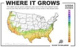 ScentAmazing Gardenia - 1 Gallon Pot 10 ScentAmazing Gardenia - 1 Gallon Pot -Best Plant Shop 7a 10b 11