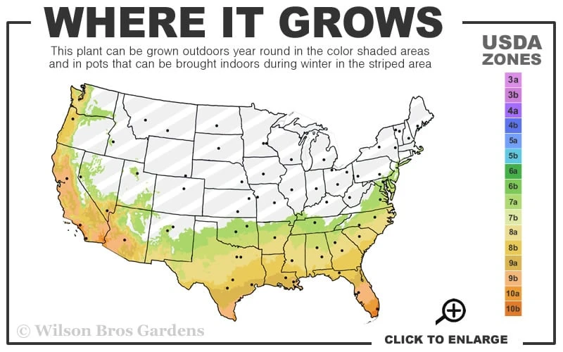 Les Marbury Camellia Japonica - 3 Gallon Pot 5 Les Marbury Camellia Japonica - 3 Gallon Pot - Image 3
