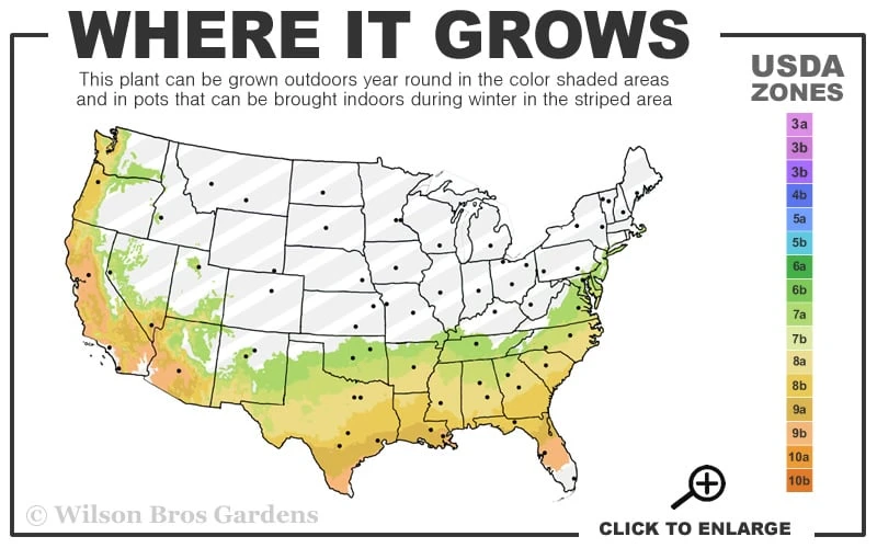 Snow Day Cold Hardy Eucalyptus Tree (Eucalyptus Gregsoniana) - 3 Gallon Pot 5 Snow Day Cold Hardy Eucalyptus Tree (Eucalyptus Gregsoniana) - 3 Gallon Pot - Image 3