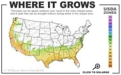 Moonlit Lace Viburnum - 1 Gallon Pot -Best Plant Shop 7a 9b thumbnail