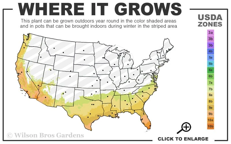 Lady Cavendish Azalea - 1 Gallon Pot 5 Lady Cavendish Azalea - 1 Gallon Pot - Image 3