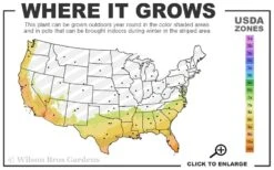 Mardi Gras Southern Indica Azalea - 1 Gallon Pot 8 Mardi Gras Southern Indica Azalea - 1 Gallon Pot -Best Plant Shop 7b 10b 13