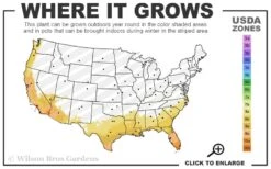 Coppertop Sweet Viburnum - 2 Gallon Pot -Best Plant Shop 8a 11 16