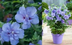 Blue Chiffon Rose Of Sharon - 5 Gallon Pot 15 Blue Chiffon Rose Of Sharon - 5 Gallon Pot -Best Plant Shop Althea Blue Chiffon