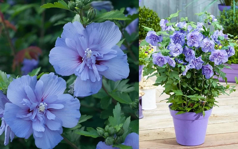 Blue Chiffon Rose Of Sharon - 5 Gallon Pot 9 Blue Chiffon Rose Of Sharon - 5 Gallon Pot - Image 7