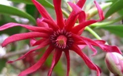 Florida Anise - Illicium Floridanum - 7 Gallon Pot -Best Plant Shop Anise Florida Flower 50