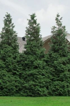 Green Giant Arborvitae (Thuja) - 5 Gallon Pot 13 Green Giant Arborvitae (Thuja) - 5 Gallon Pot -Best Plant Shop Arborvitae Green Giant 500x750 3