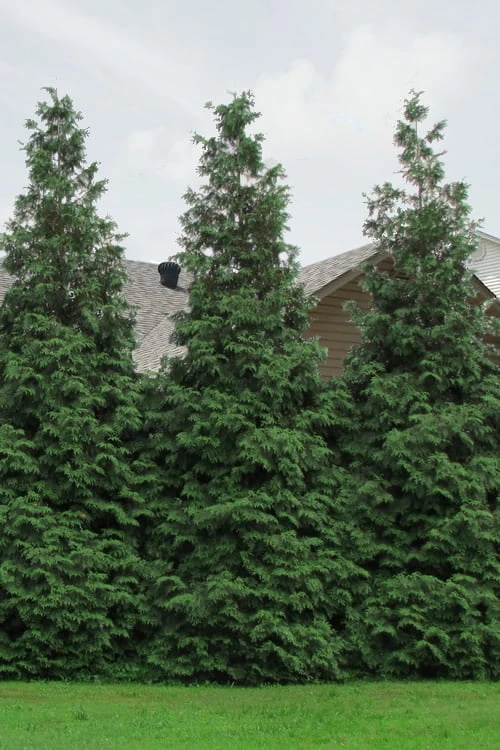 Green Giant Arborvitae (Thuja) - 5 Gallon Pot 8 Green Giant Arborvitae (Thuja) - 5 Gallon Pot - Image 6