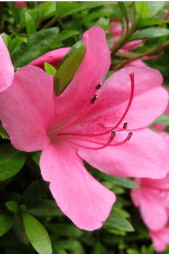 Chinzan Dwarf Azalea - 1 Gallon Pot -Best Plant Shop Azalea Chinzan 500x750 1