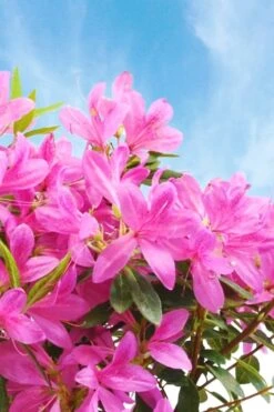 Pink Ribbons Deja Bloom Azalea - 1 Gallon Pot -Best Plant Shop Azalea Deja Bloom Pink Ribbons 4