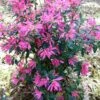 Pink Ribbons Deja Bloom Azalea - 1 Gallon Pot 2 Pink Ribbons Deja Bloom Azalea - 1 Gallon Pot -Best Plant Shop Azalea Deja Bloom Pink Ribbons 7