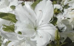Delaware Valley White Azalea - 1 Gallon Pot -Best Plant Shop Azalea Delaware Valley White 2