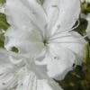 Delaware Valley White Azalea - 1 Gallon Pot -Best Plant Shop Azalea Delaware Valley White 500x750 1
